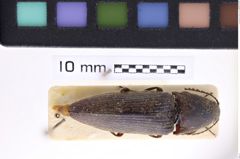 Foto (Dorsalansicht) von Melanotus maestus (NHMW-ZOO-COL-0007452)